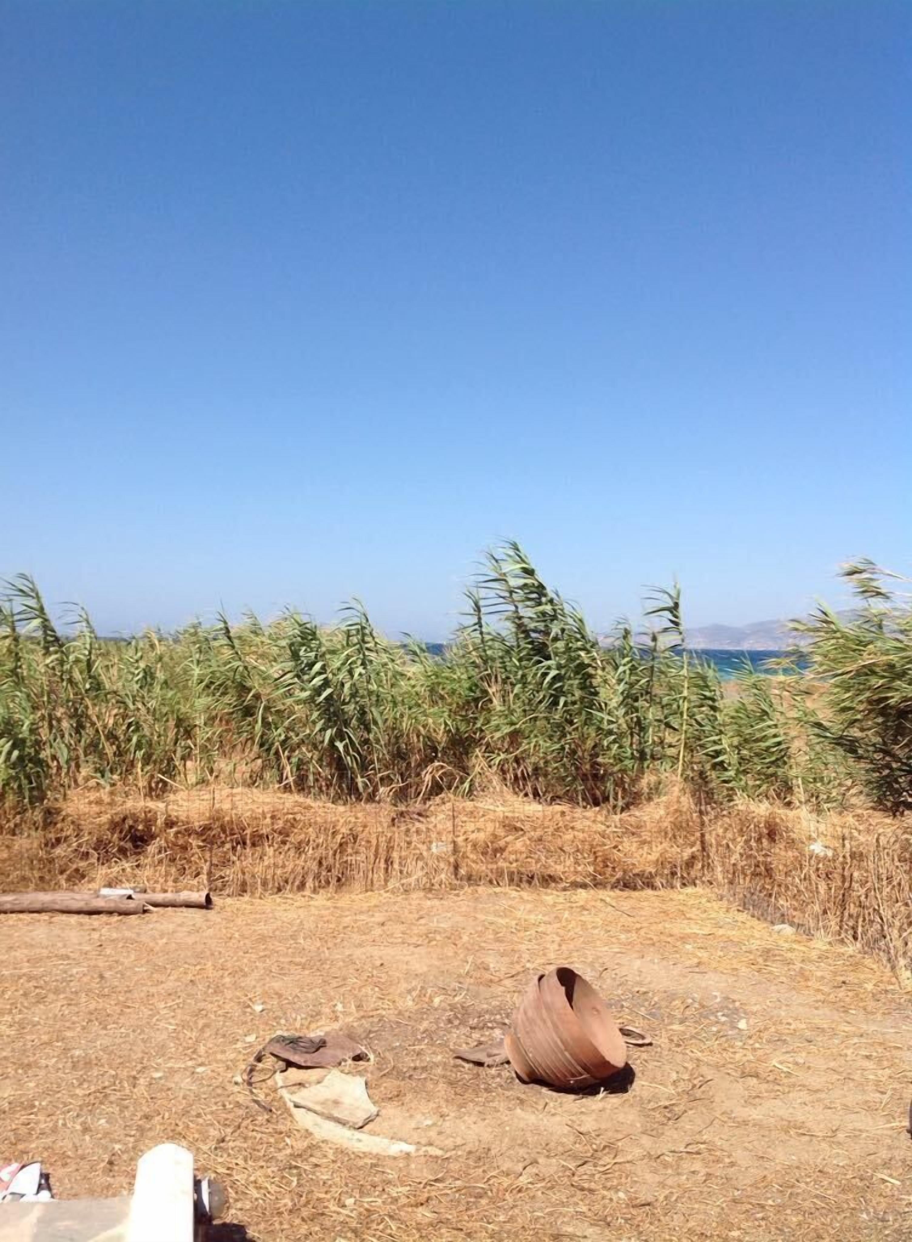 A rural landscape with a clear blue sky, a field of tall grass, and a brown bird on the ground.
