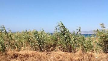 A rural landscape with a clear blue sky, a field of tall grass, and a brown bird on the ground.