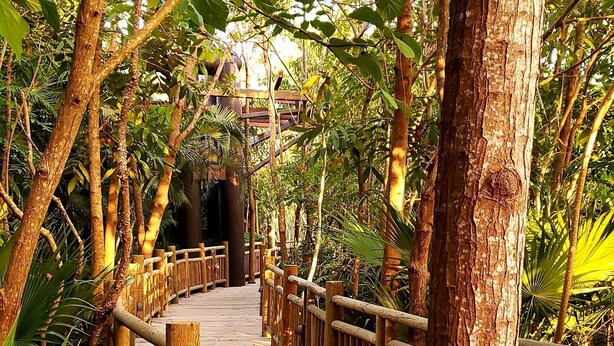 Un pont en bois, doté de garde-corps, est entouré d’une végétation tropicale luxuriante.