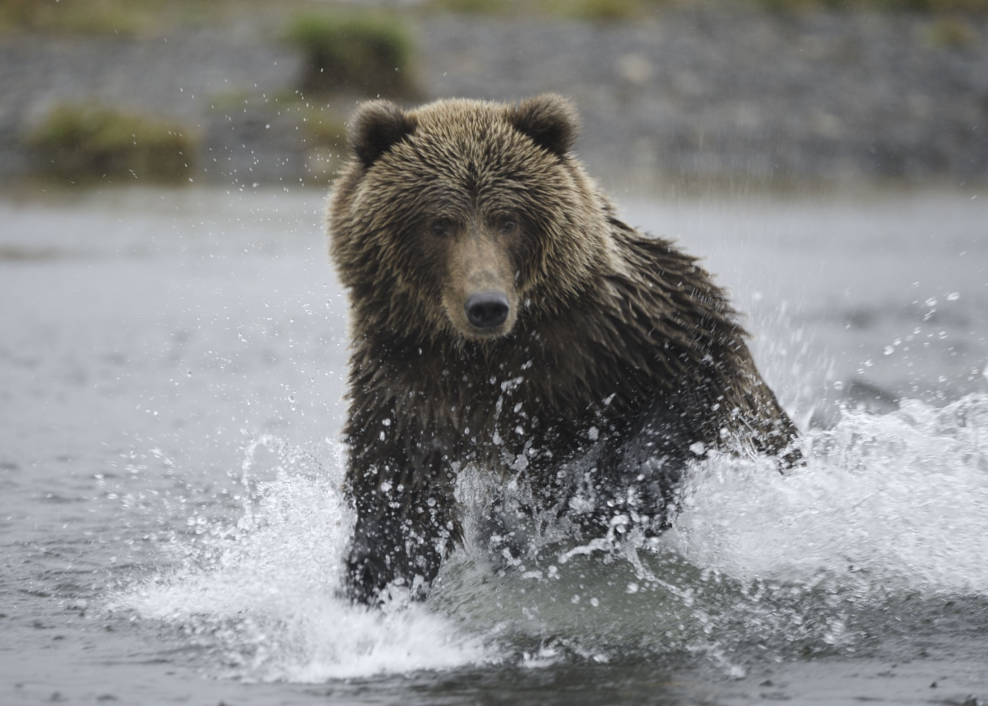 helicopter/plane tours