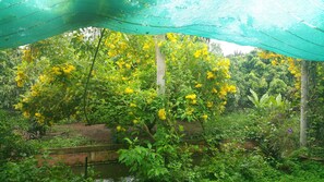 Garden view - Ba Linh Homestay (Long Ho)