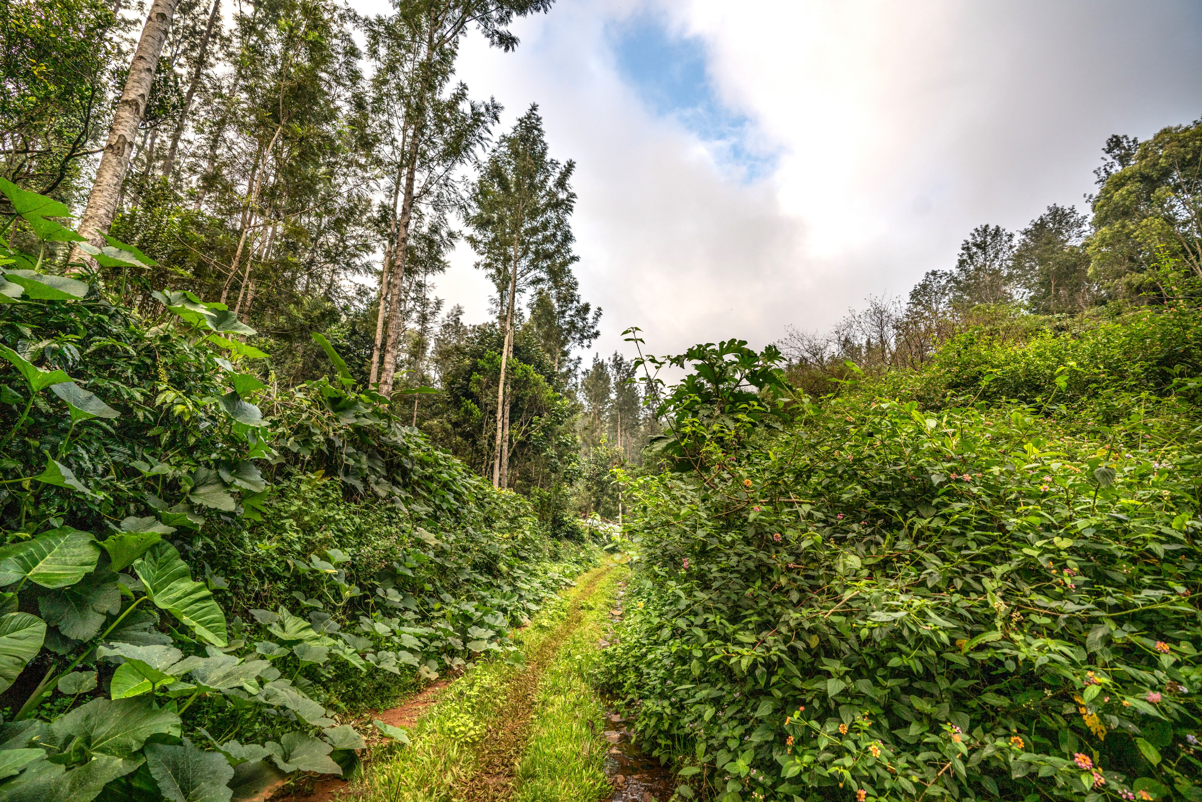 A narrow, unpaved path through a lush, green forest with tall trees and dense foliage on both sides.