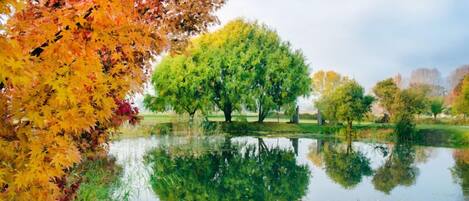 Un parque tranquilo con un estanque que refleja árboles de follaje otoñal.