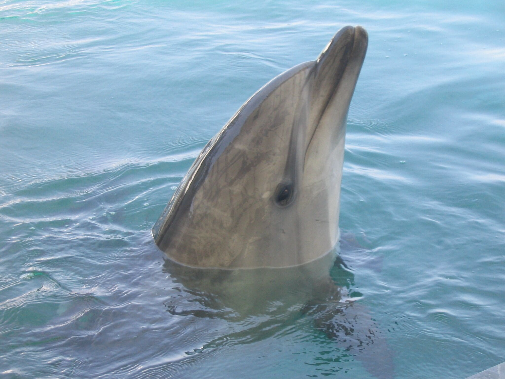 Der Kopf eines Delfins ragt aus dem Wasser.