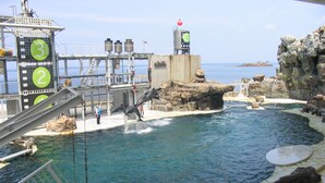 A dolphin show at a marine park with a pool, rocky structures, and a viewing platform. - Hanamandara (Toyooka)