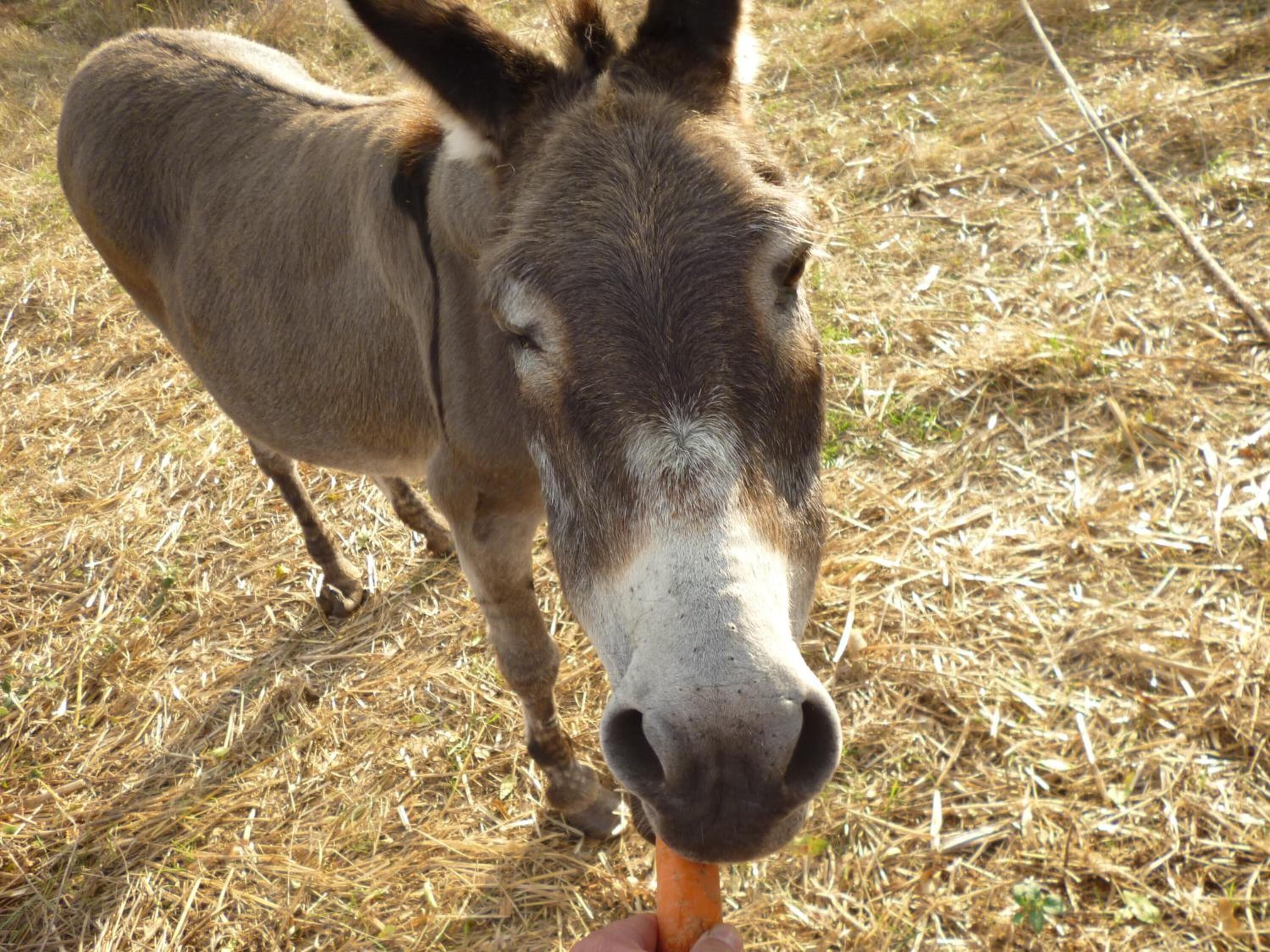 A donkey eating a carrot.