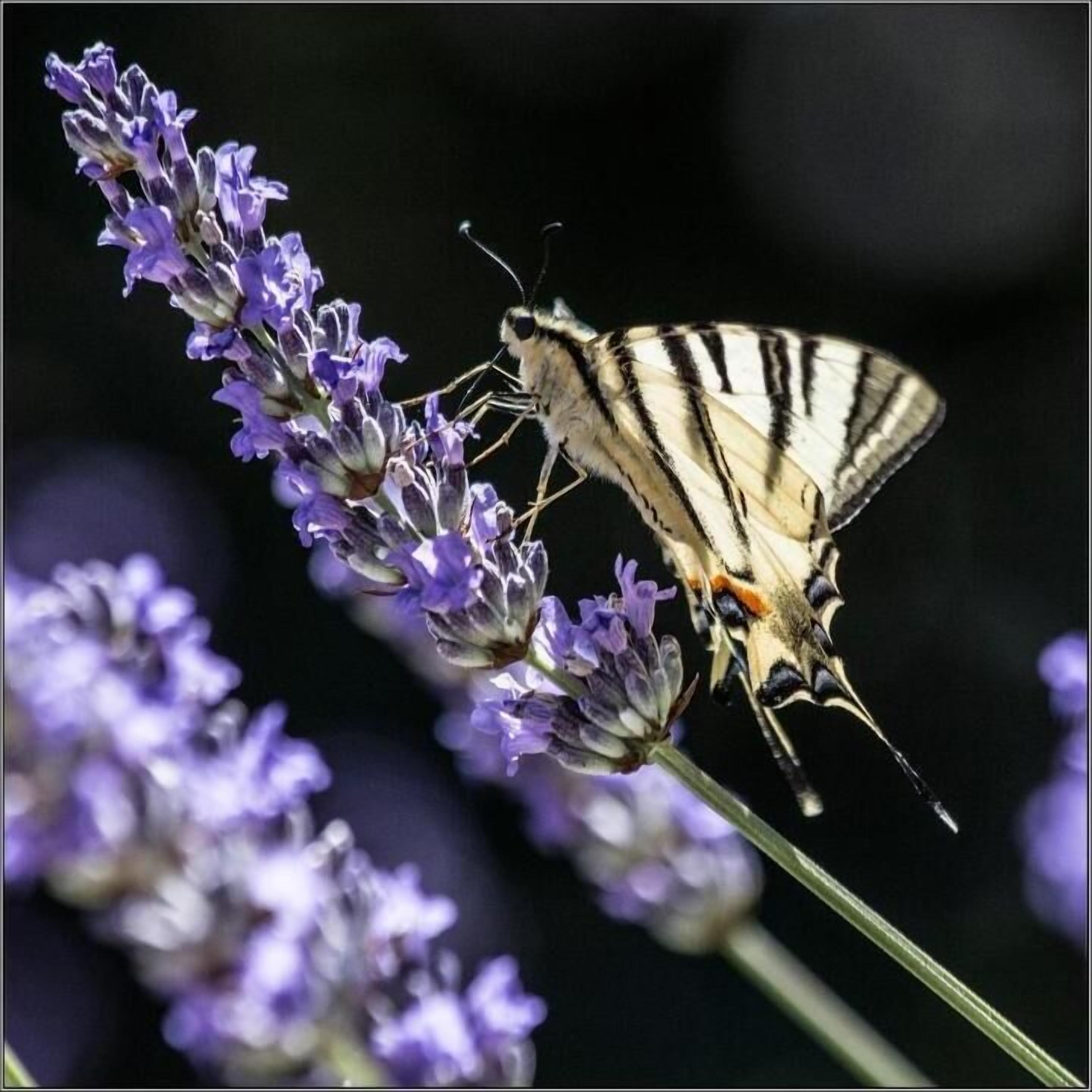 A butterfly on lavender flowers.