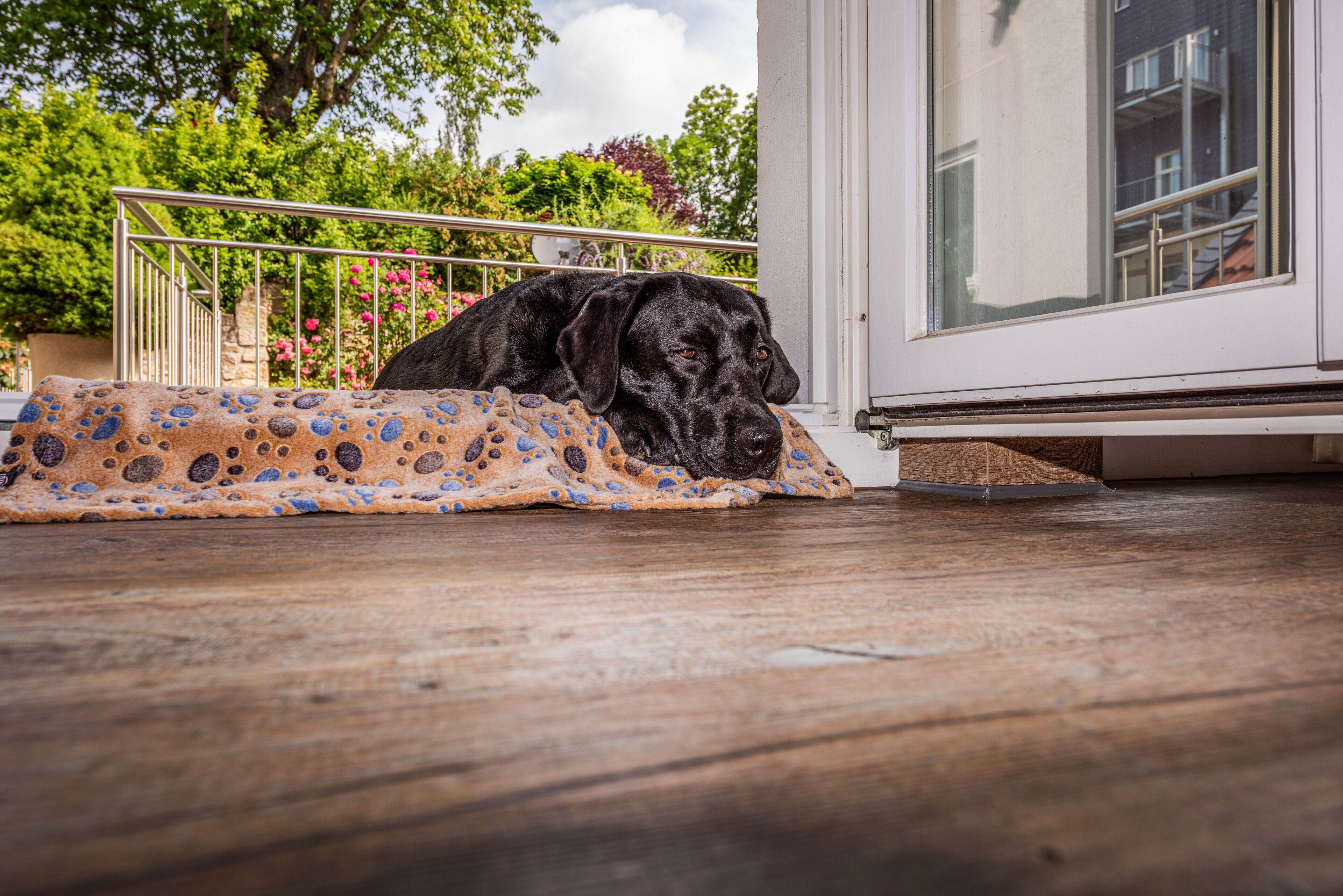 Een zwarte hond ligt op een gebloemd kleed in de buurt van een deur.