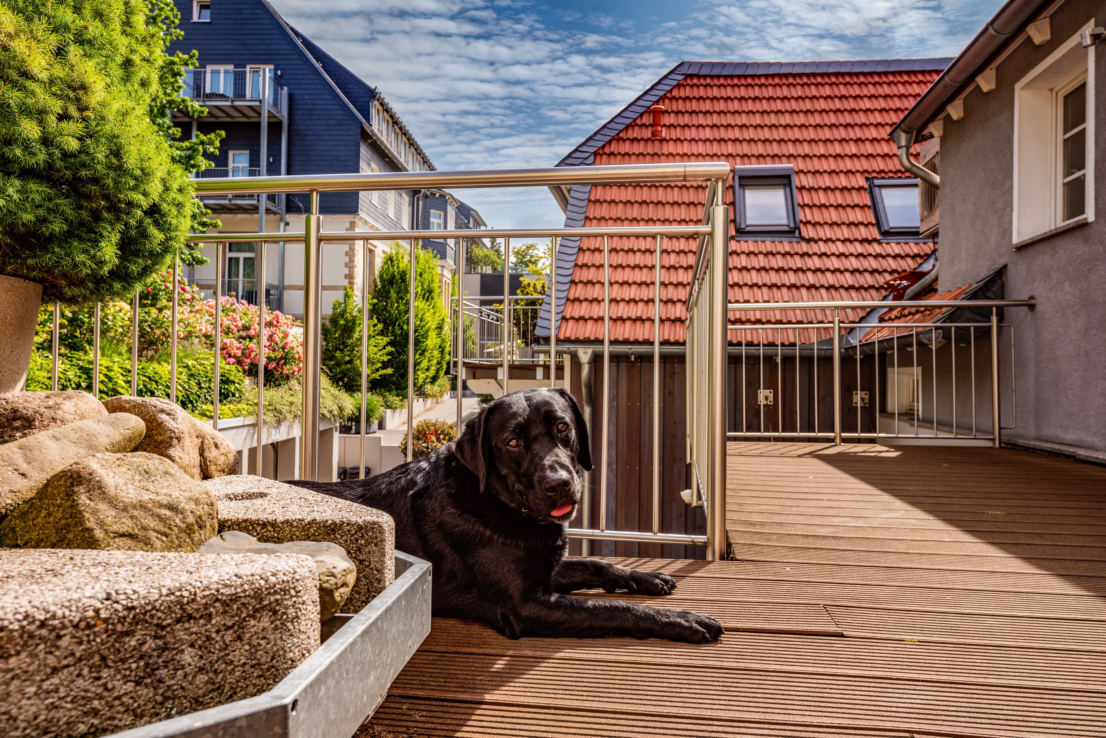 A black dog lying on a wooden deck with a glass railing, surrounded by rocks and plants.