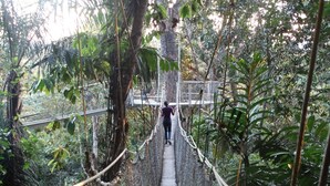 A suspension bridge in a dense forest with a person walking on it. - Atta Rainforest Lodge (Mauisparu)