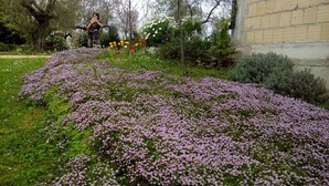 A garden with a variety of flowers and a person standing in the background.