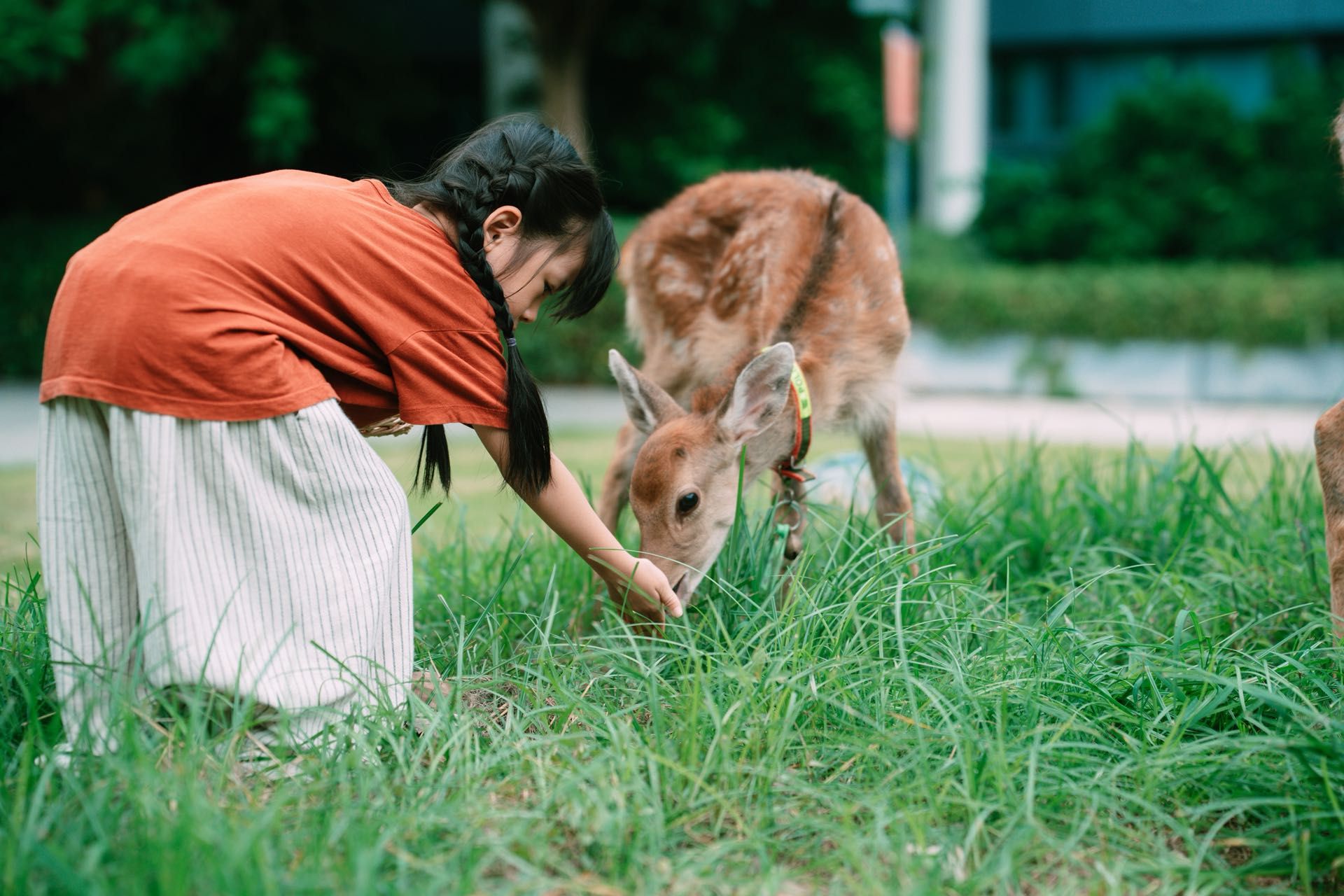 A person interacting with a deer in a grassy area.