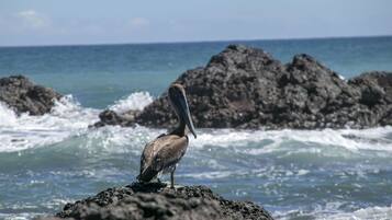 A pelican on a rocky outcrop by the ocean.