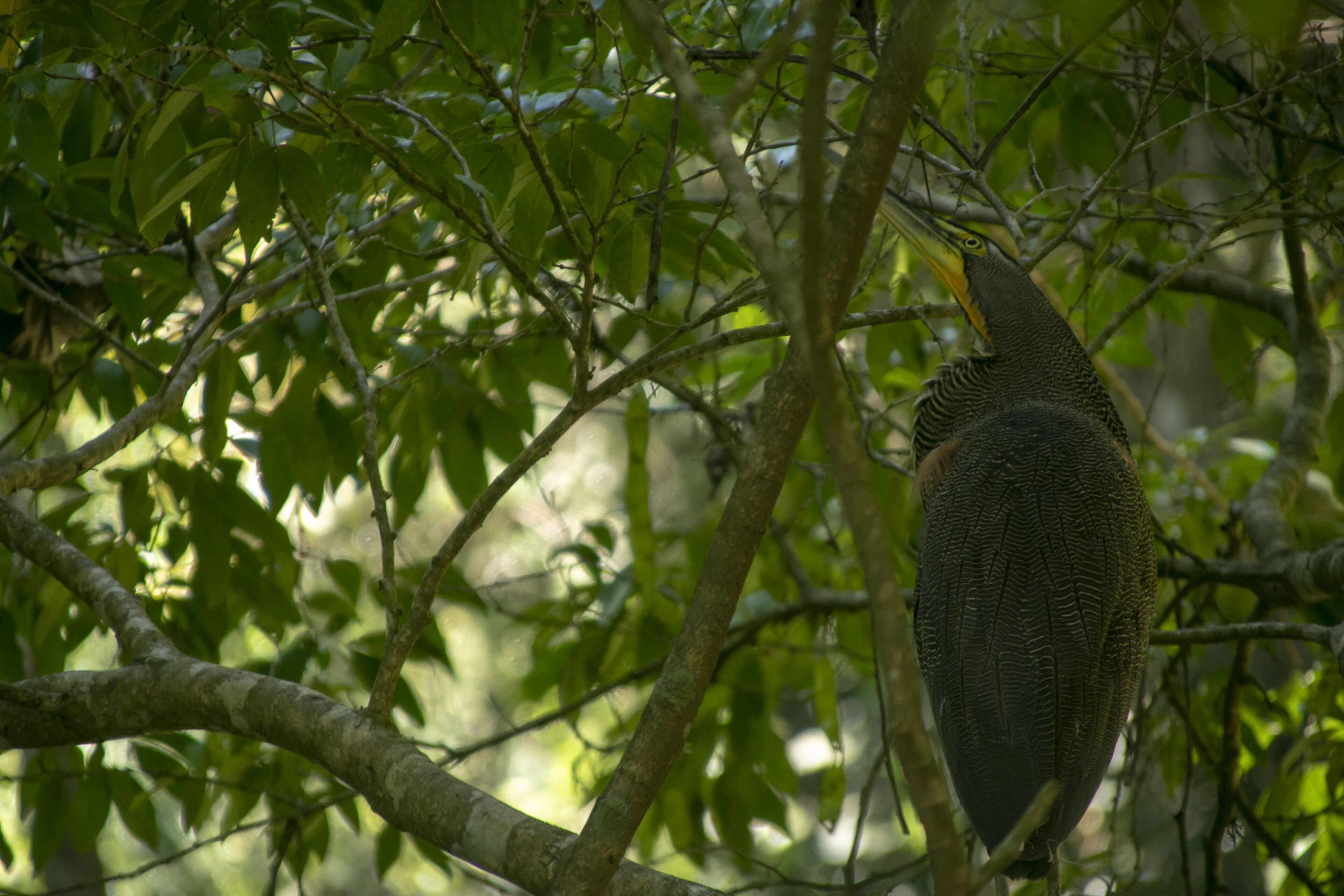Un uccello appollaiato su un ramo.