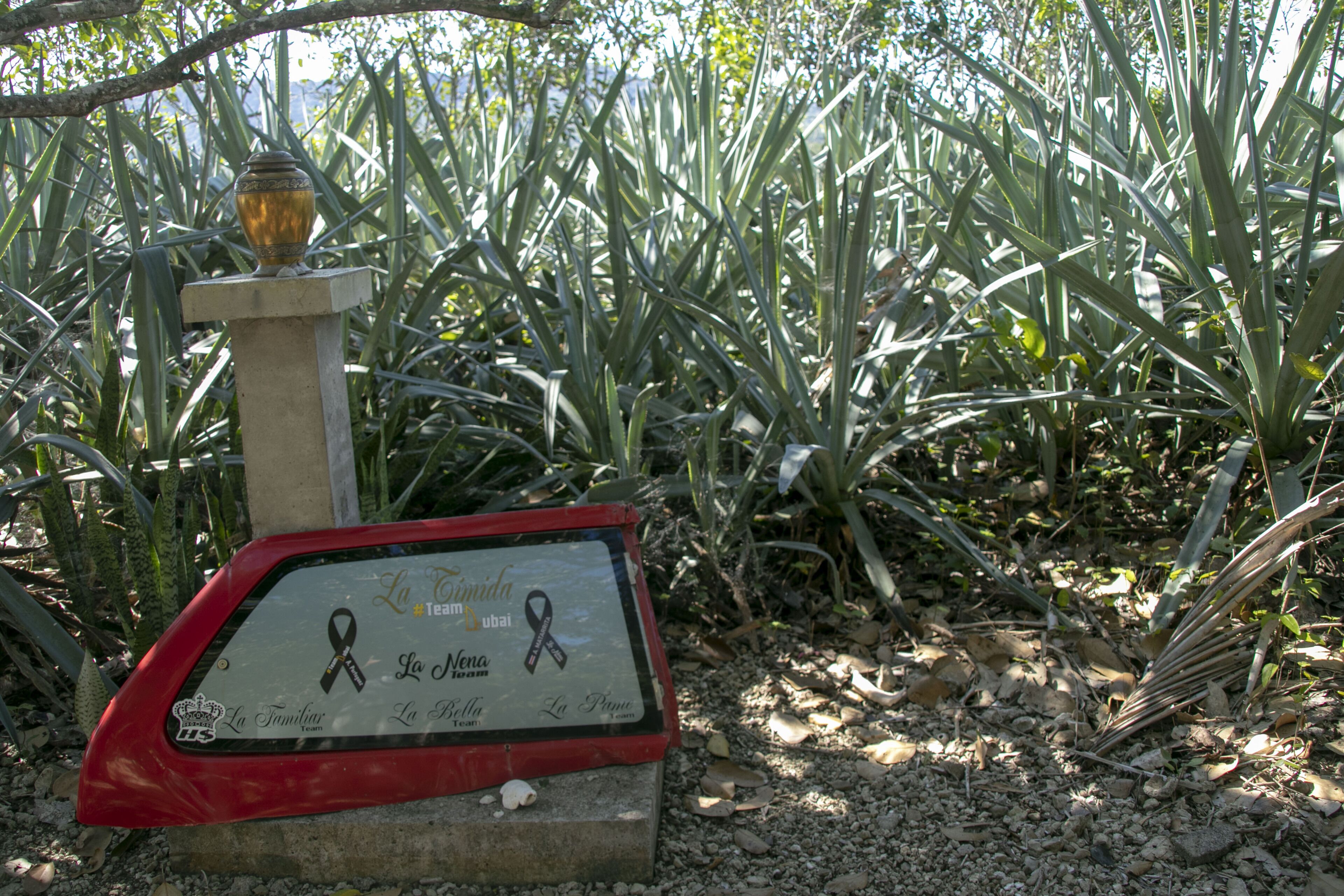 Una placa conmemorativa con un símbolo de lazo, rodeada de vegetación.