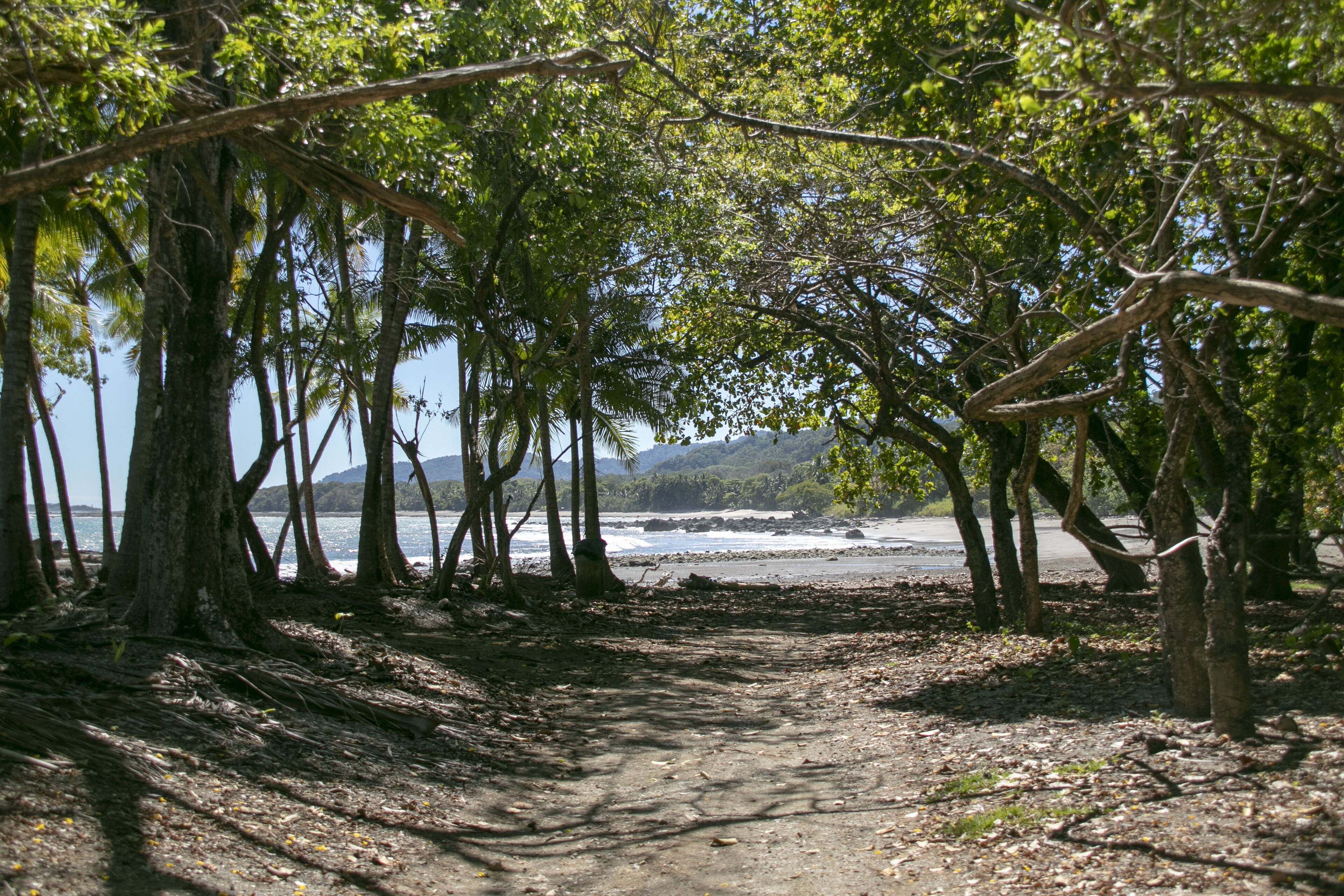 A natural pathway surrounded by trees leading to a beach.