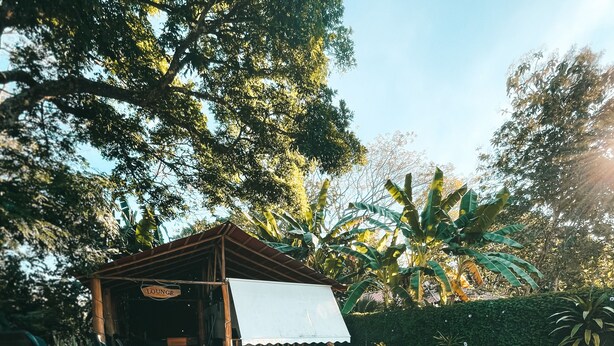 Un espace piscine avec des chaises longues, un coin salon abrité et des plantes tropicales.