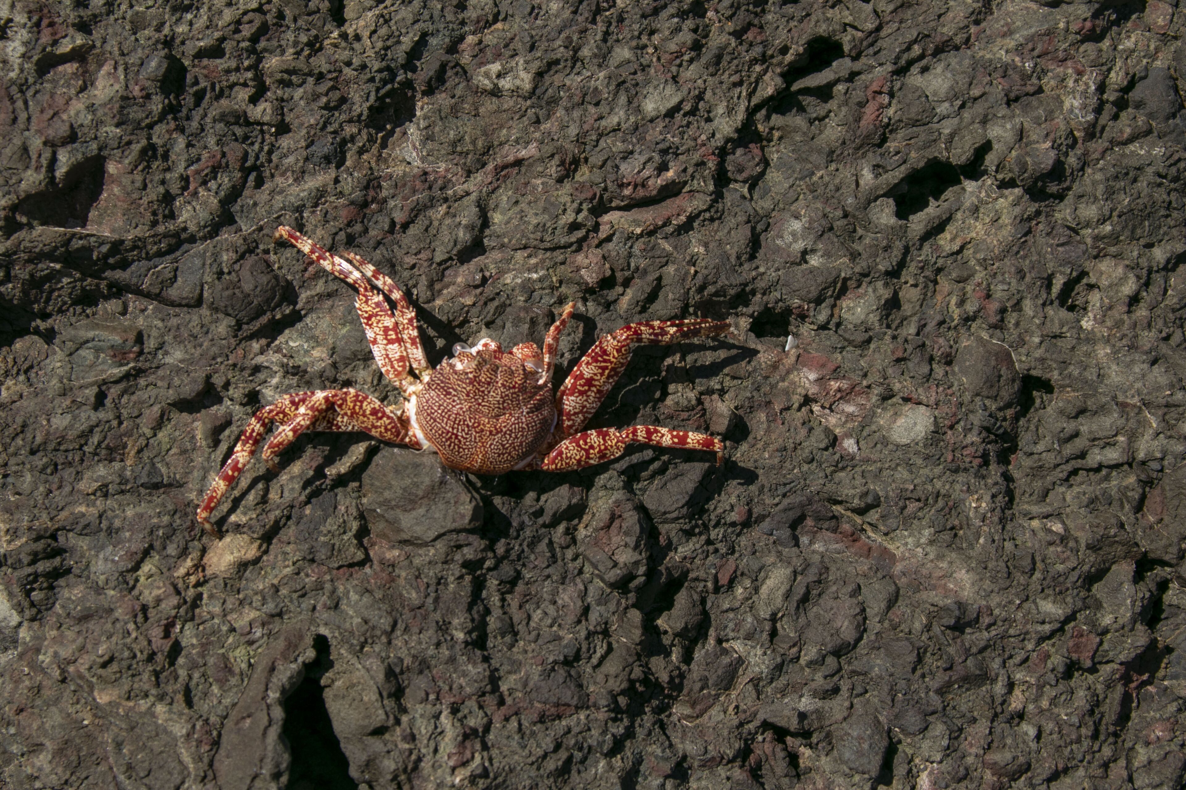 En krabbe på en klippeflade.