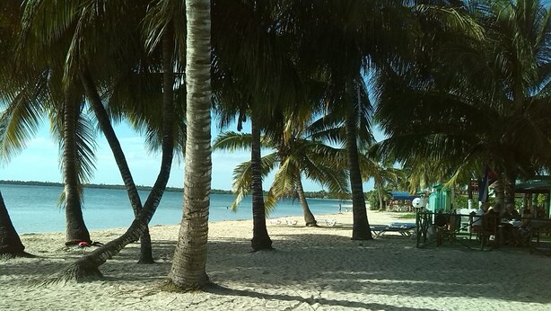 Una playa arenosa con palmeras y un mar tranquilo.