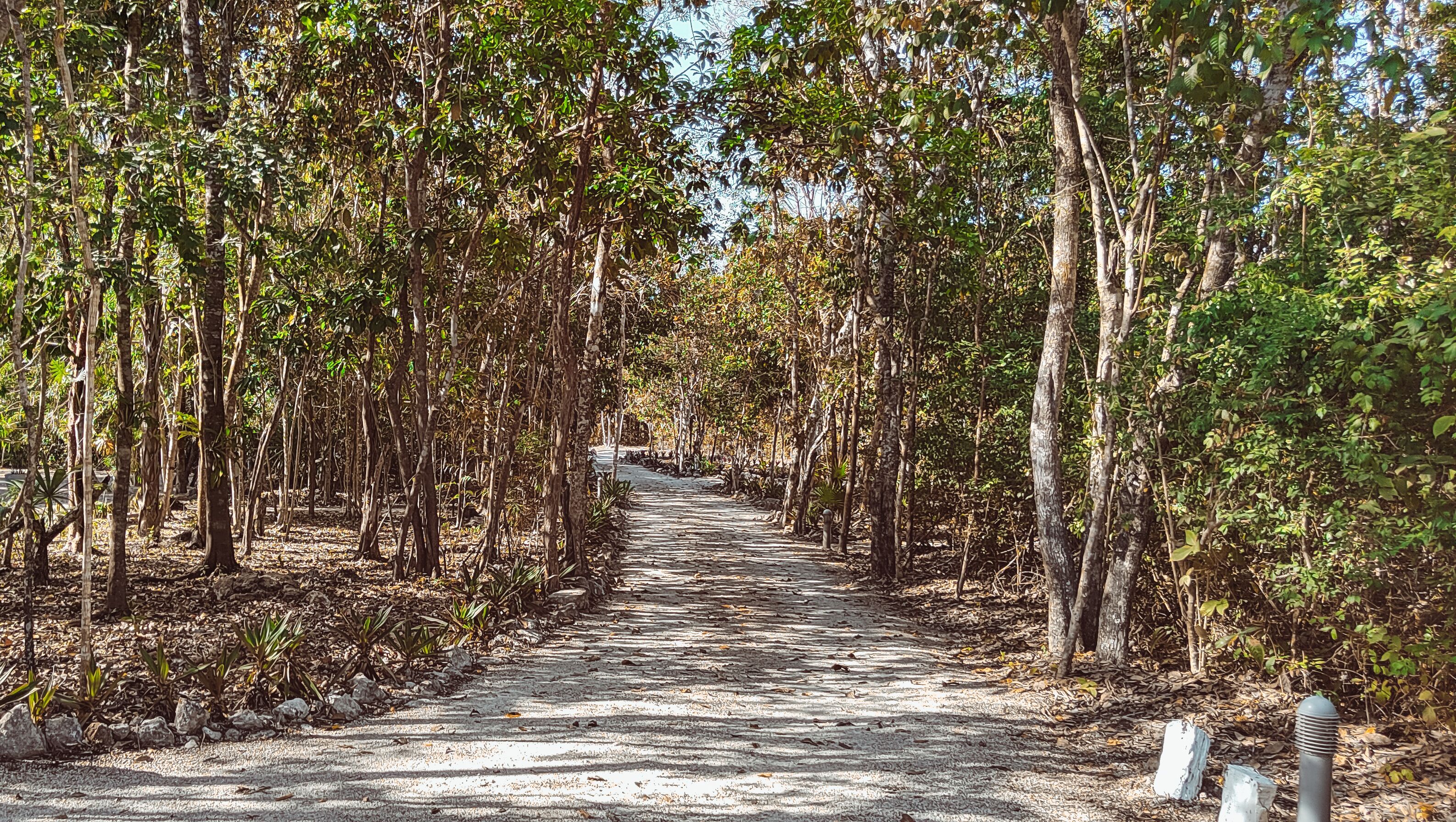 jungle view suite | in-room safe, laptop workspace, free wifi, bed sheets