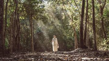 A person walking through a forest with tall trees and sunlight filtering through the leaves.