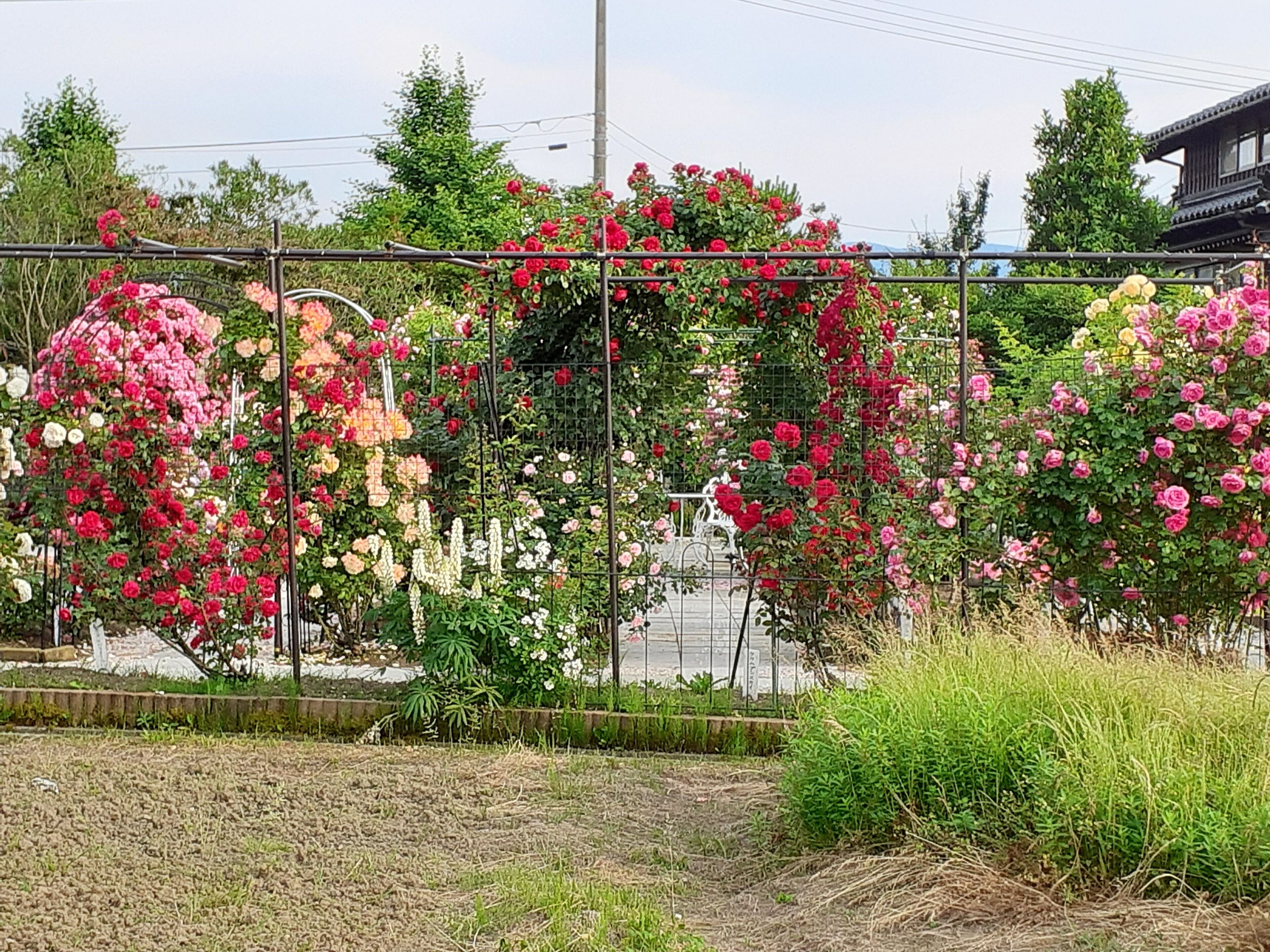 A garden with a variety of flowering plants, including roses, in a structured arrangement.