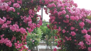 A pathway lined with pink roses and white tiles. - ROSENCAT (Sado)