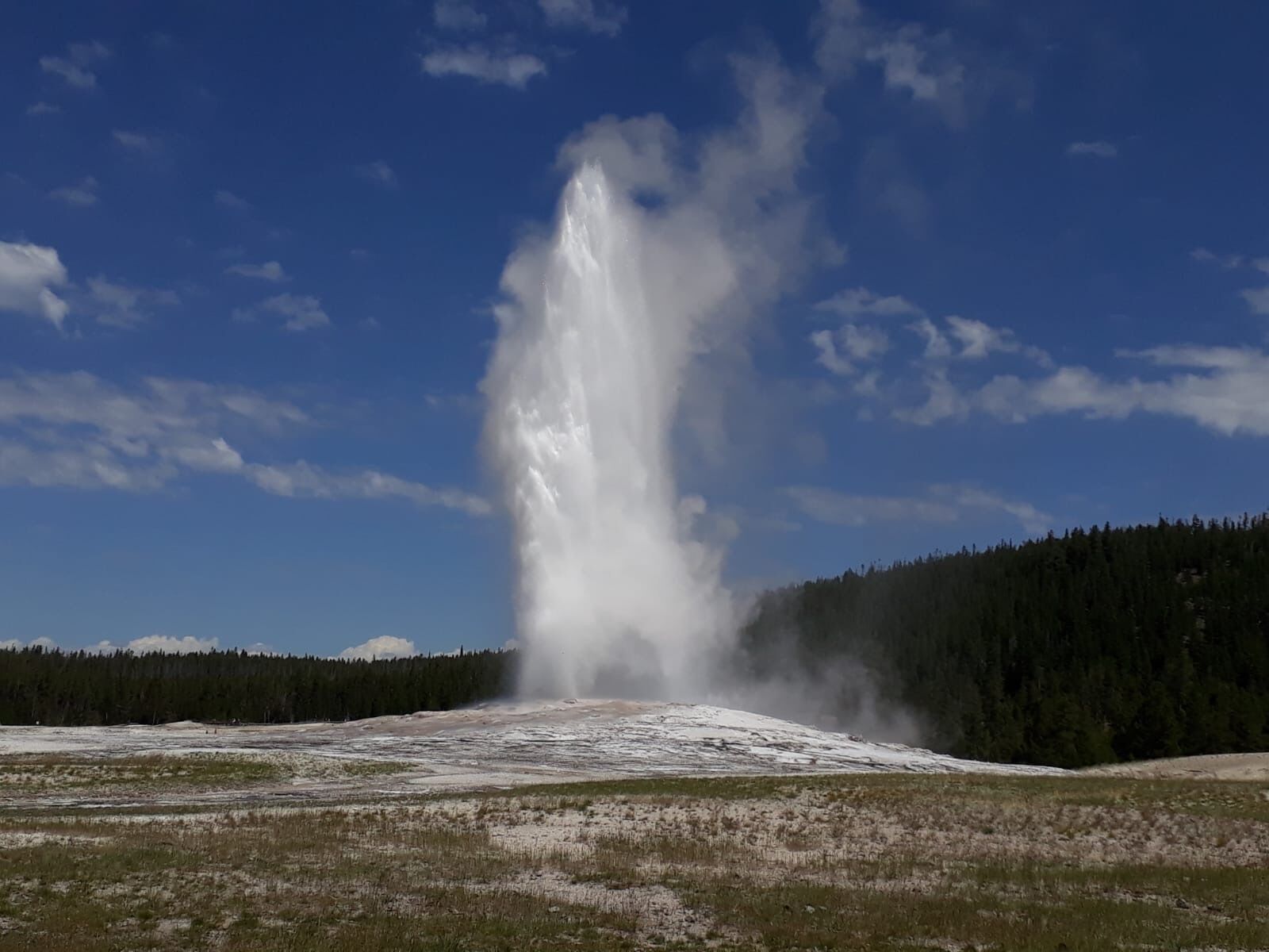 Un geyser que irromp en un paisatge natural amb un bosc al fons.