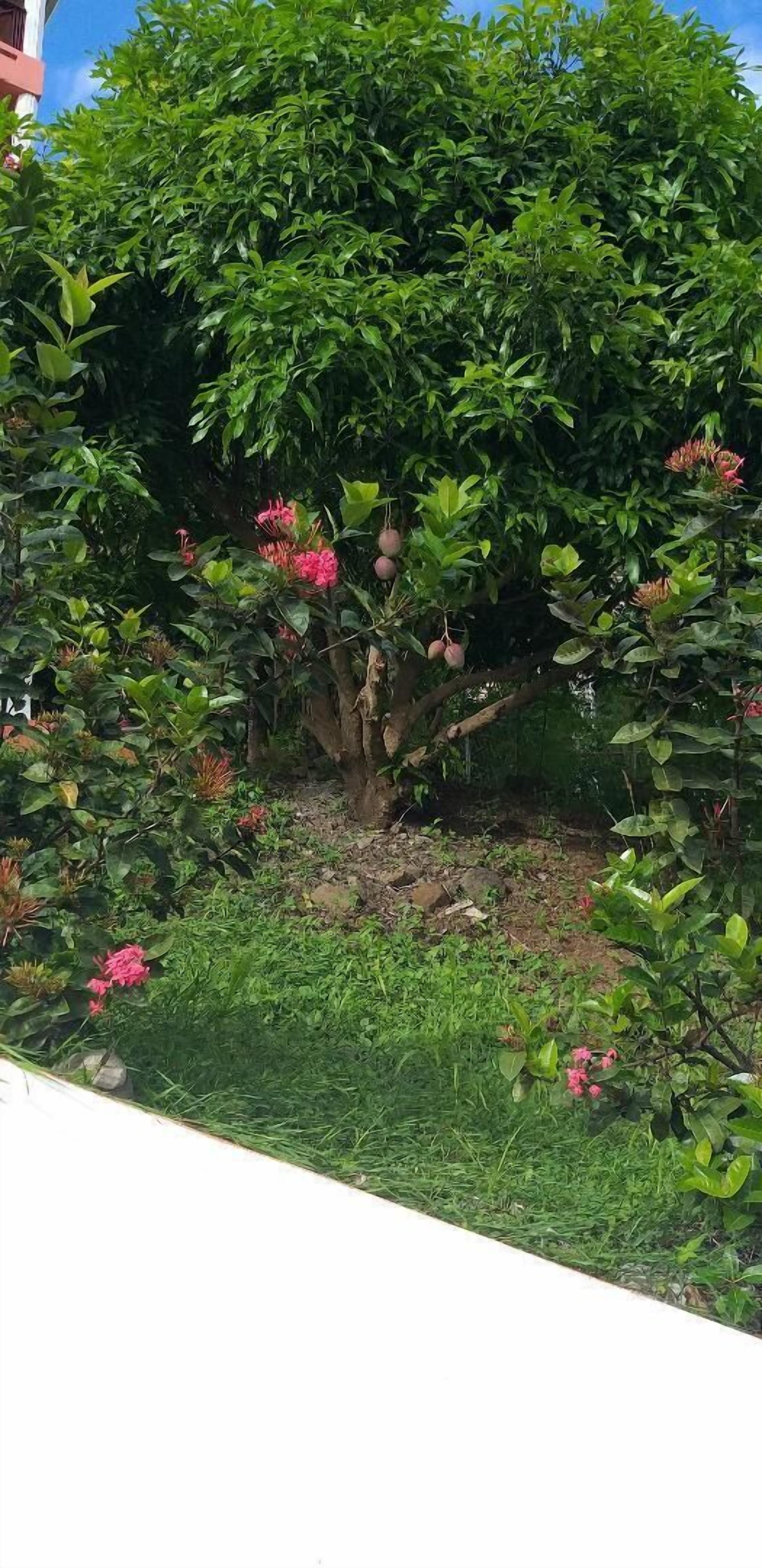 A lush garden with dense green foliage and pink flowers.