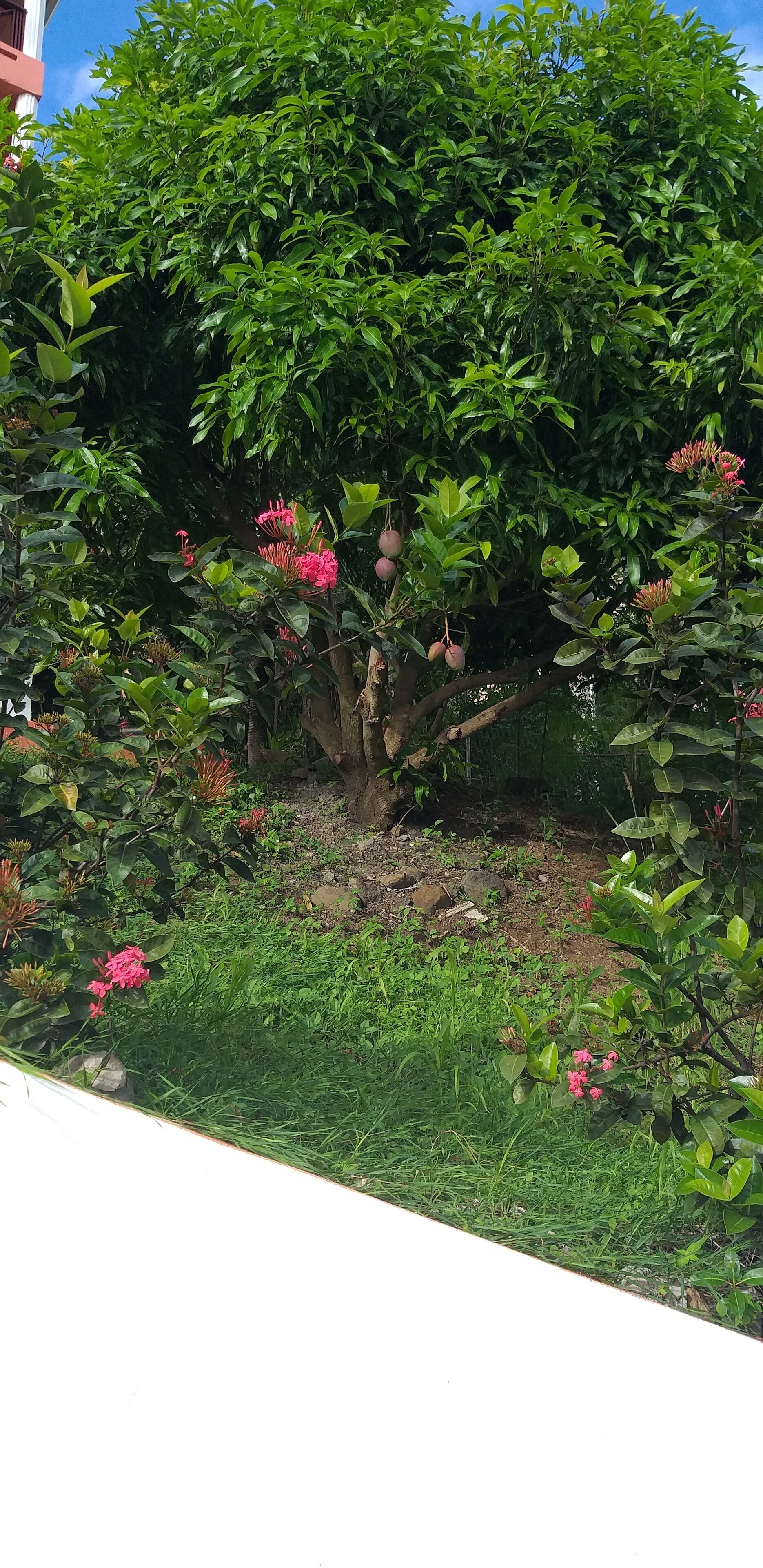 A lush garden with a variety of green shrubs and flowering plants.