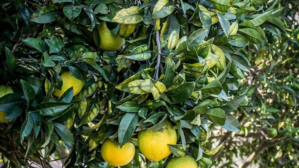 A tree with green leaves and yellow fruits, possibly lemons, in a garden setting. - Mejanis (Corfu)