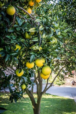 Un árbol con hojas verdes y frutos amarillos, quizás limones, en un jardín.