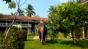 Unclassified image, 4 of 42, button - Bougain Villa (Dharga Town)