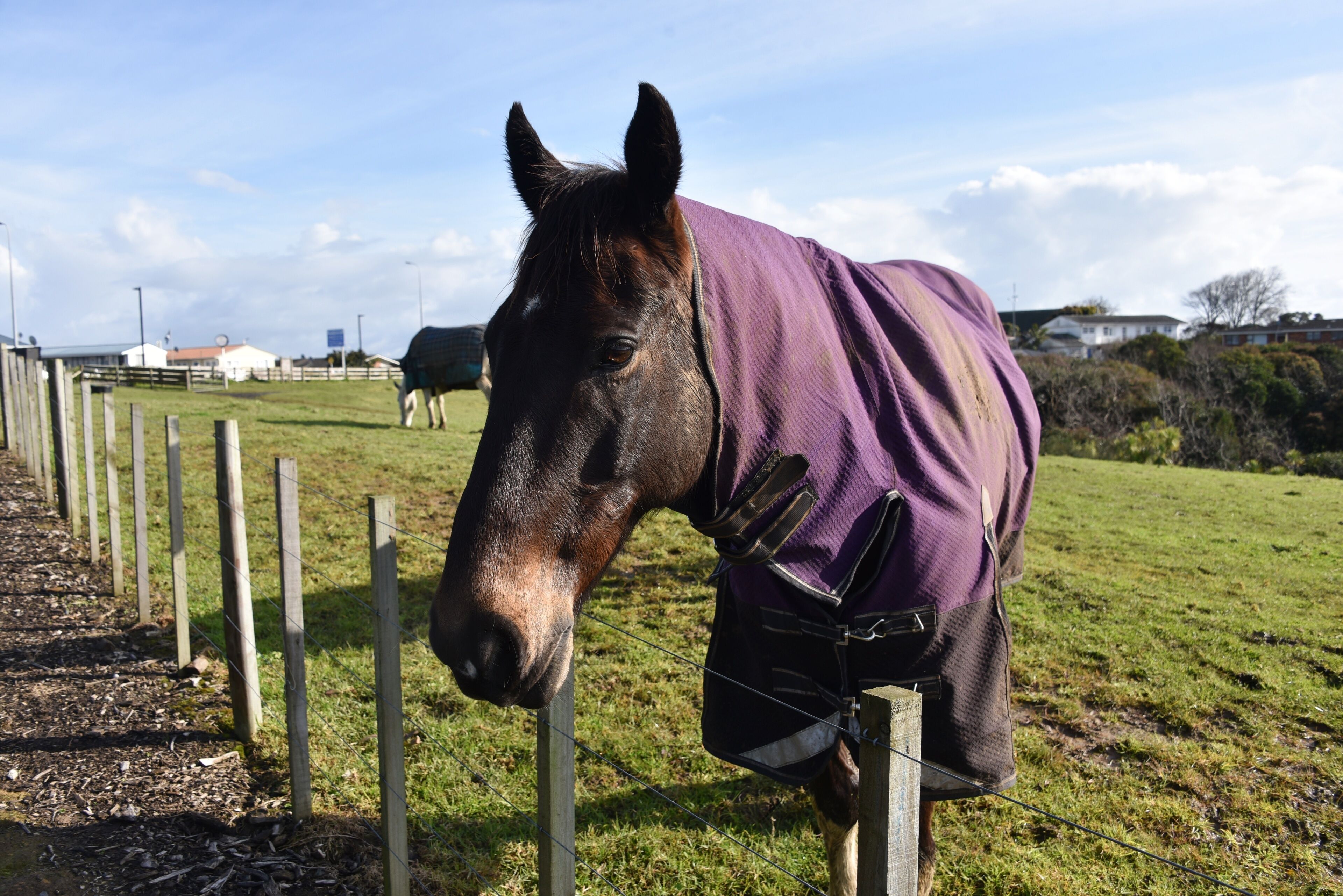 Foto - Regal Residency