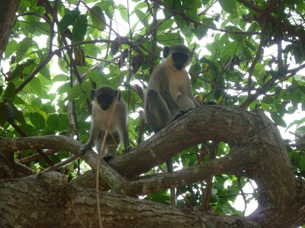 Game viewing