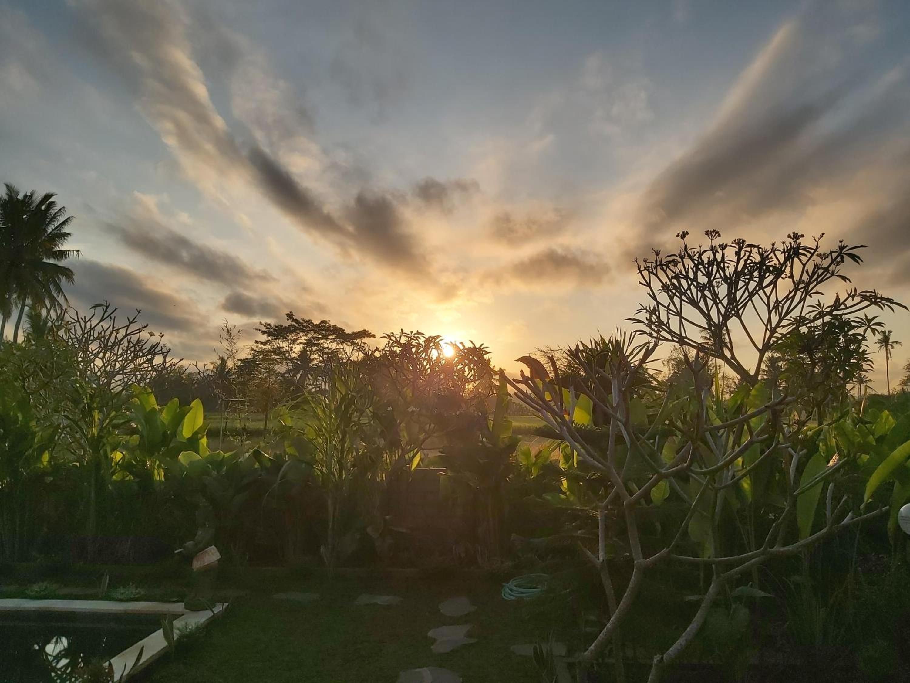 Un jardín con diversas plantas y un sendero que lleva a una masa de agua.