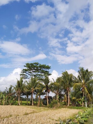 منوع