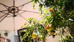 A room with a geometric ceiling design, a potted plant with green leaves and yellow flowers, and a window with a view of a building outside. - Bella Palermo (Palermo)