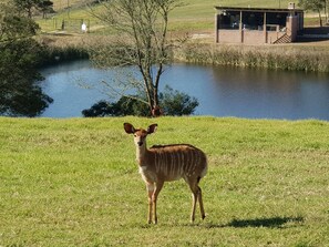 Game viewing