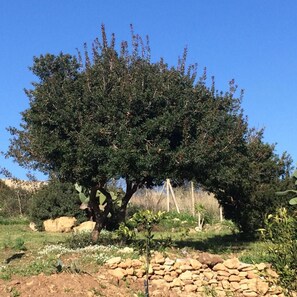 Property grounds - Regia Trazzera Ospitality and Relax (Ragusa)