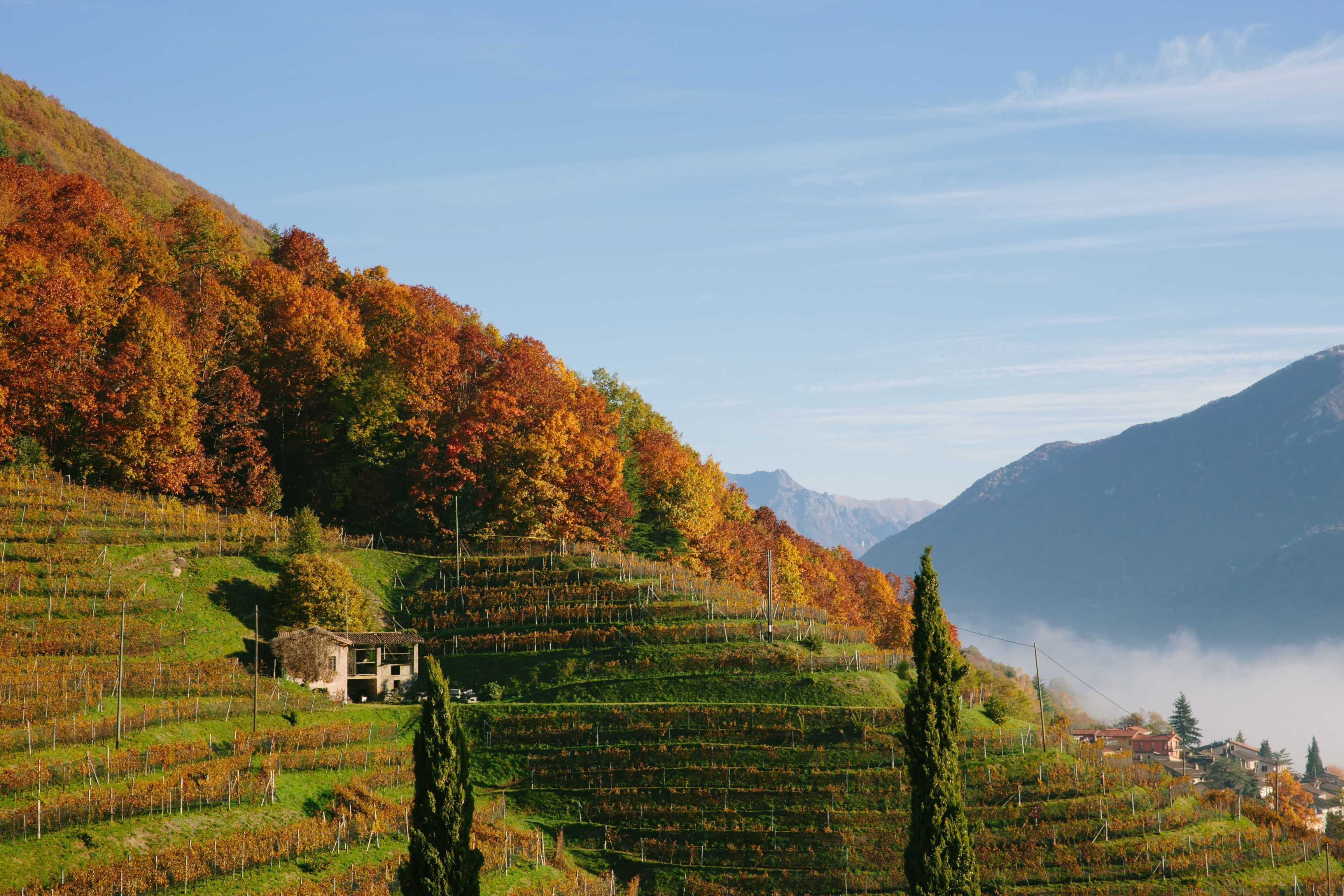 A vineyard with terraced fields, a small building, and a mountain backdrop.