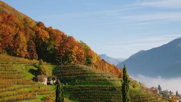 A vineyard with terraced fields, a small building, and a mountain backdrop.