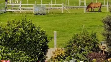 A fenced outdoor area with horses grazing, surrounded by greenery and a variety of flowering plants.