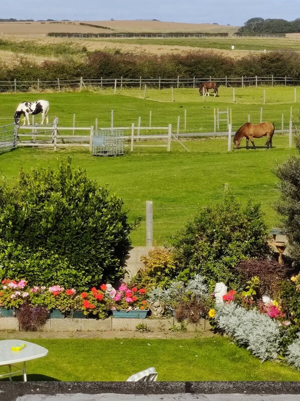 A fenced outdoor area with horses grazing, surrounded by greenery and a variety of flowering plants.