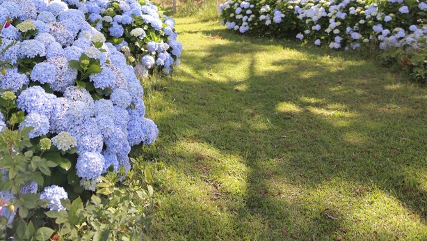 Jardim