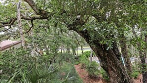 Un arbre gran amb un follatge dens en una zona enjardinada amb diferents plantes i un camí pavimentat.