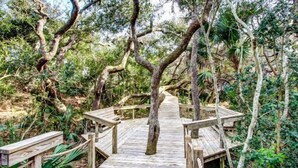 A wooden boardwalk with benches, surrounded by dense foliage and trees. - 1182-beach-walker (Fernandina Beach)