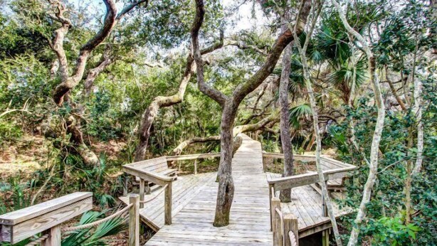 A wooden boardwalk with benches, surrounded by dense foliage and trees. - 1135-beach-walker (Fernandina Beach)