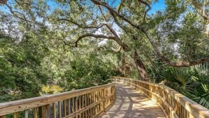 A wooden boardwalk surrounded by dense greenery and trees.