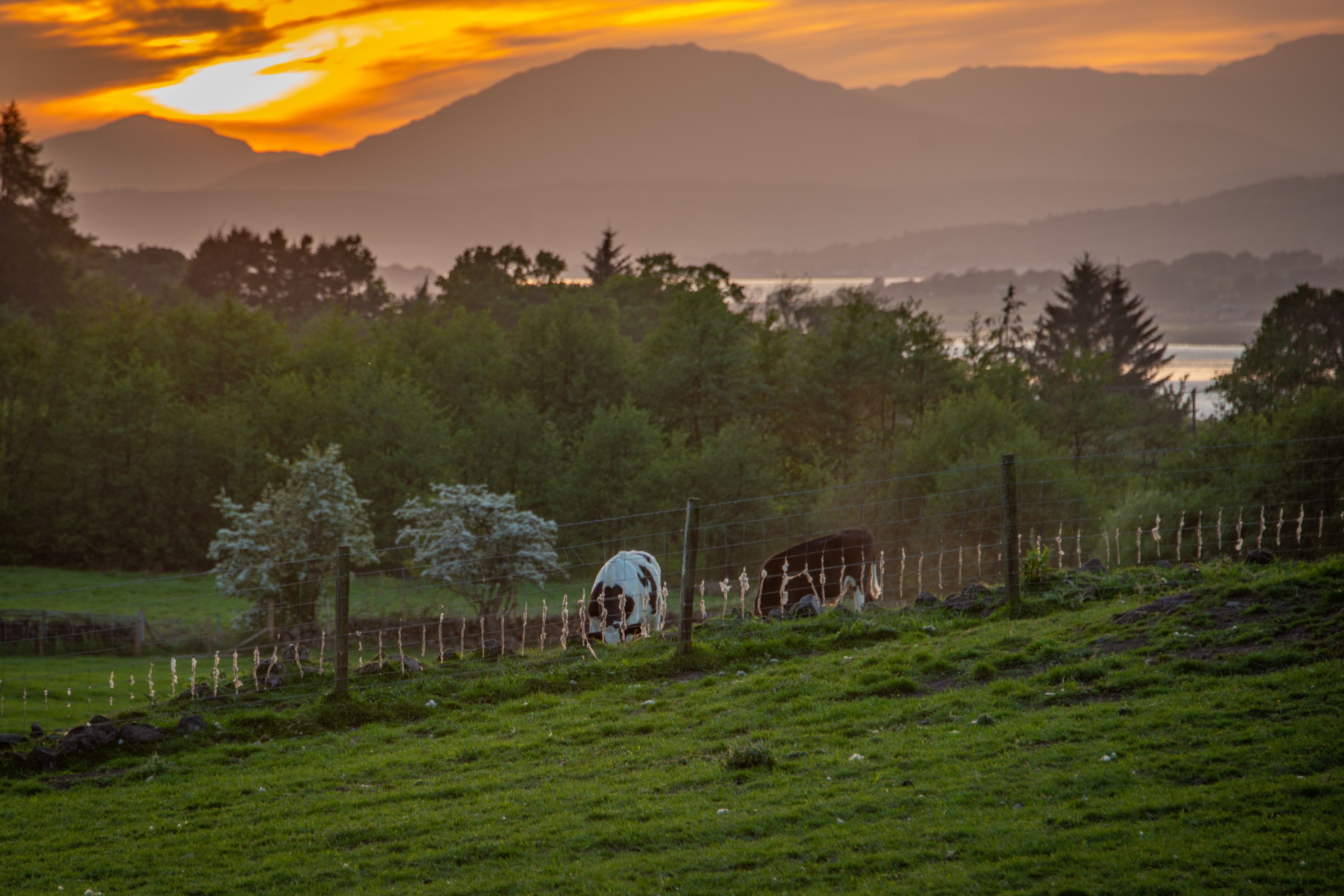 A rural landscape with a cow grazing near a fence, surrounded by greenery and mountains in the background.